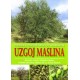 UZGOJ MASLINA